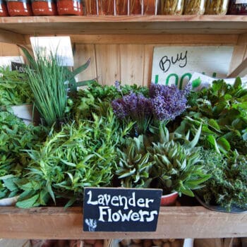 balsam-farms-flowers-herbs-Lavender-Flowers